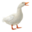 DucksAreCool's avatar