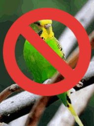 Parakeet's avatar